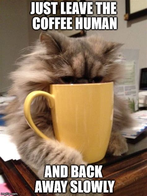 big cat coffee memes|@BigCatCoffeee 